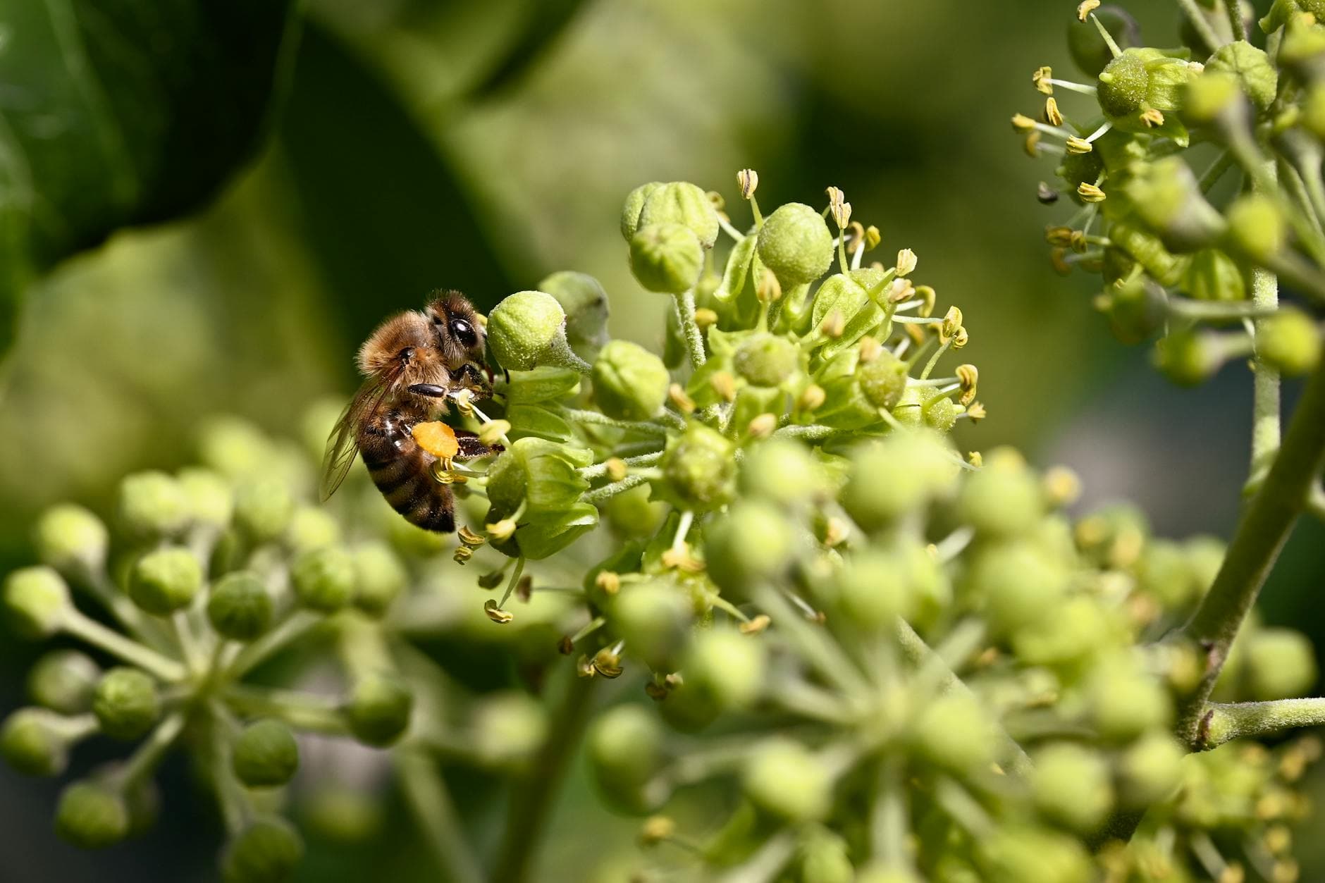 Detailed macro image of a honeybee collecting pollen on a green flower cluster in natural light.