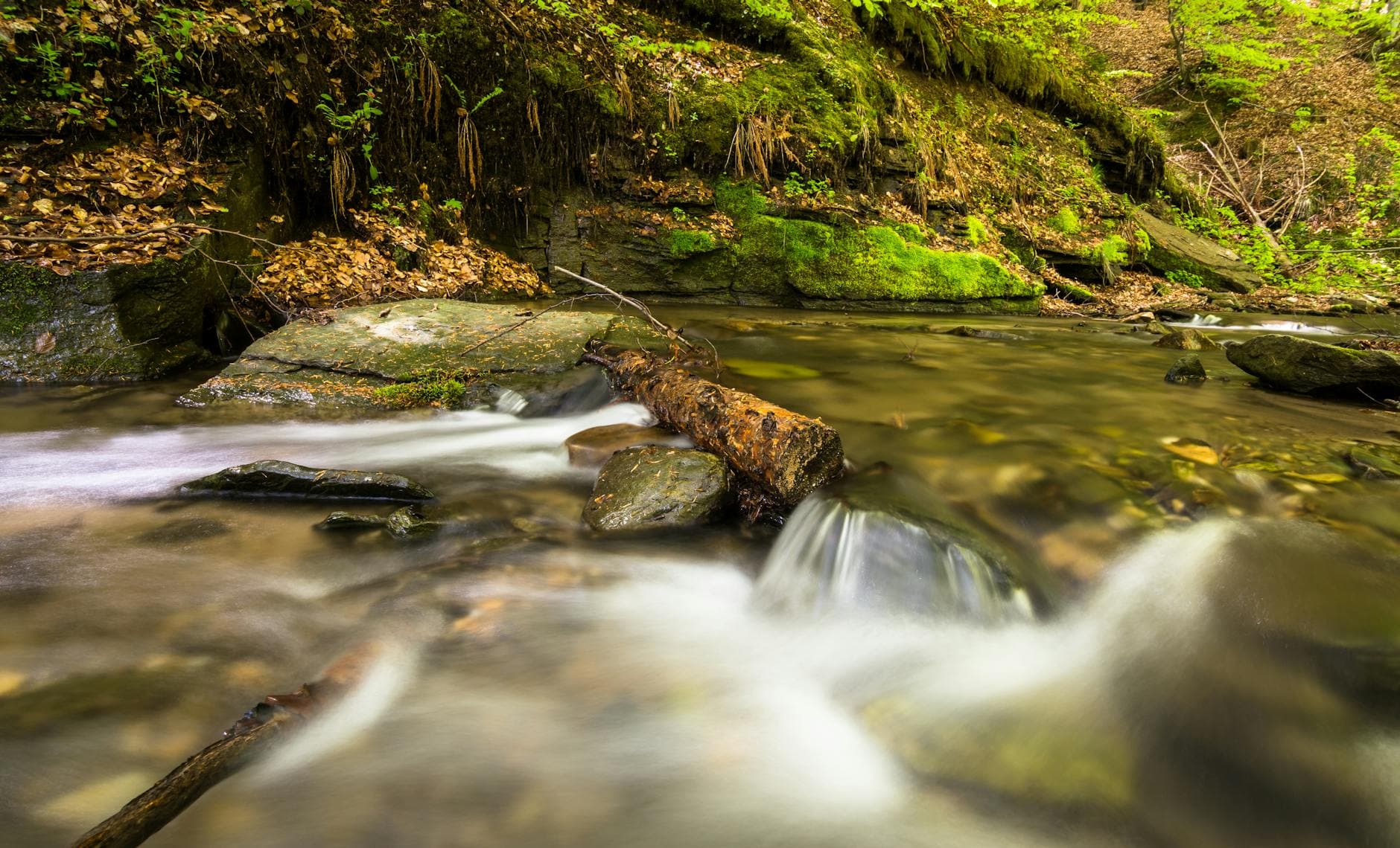 Experience the tranquility of a forest stream flowing over mossy rocks in a serene woodland setting.