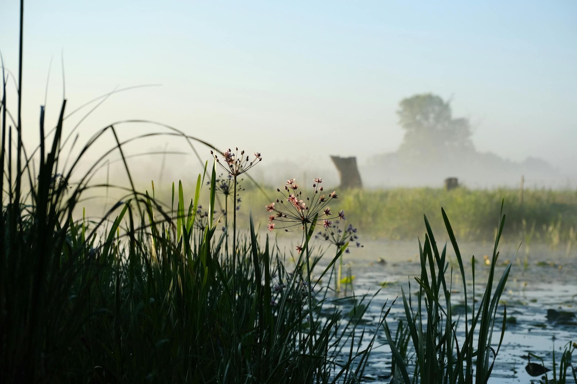 A tranquil wetland scene at dawn, featuring mist, wildflowers, and lush grasses in the soft morning light.